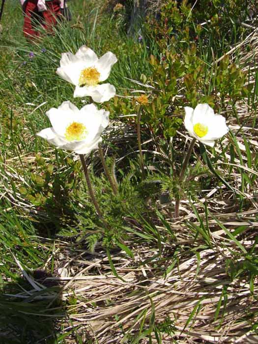 Gran Sasso, Abruzzo 08 - cfr. Pulsatilla alpina